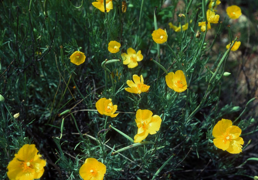 Papaveraceae Hunnemannia hintoniorum