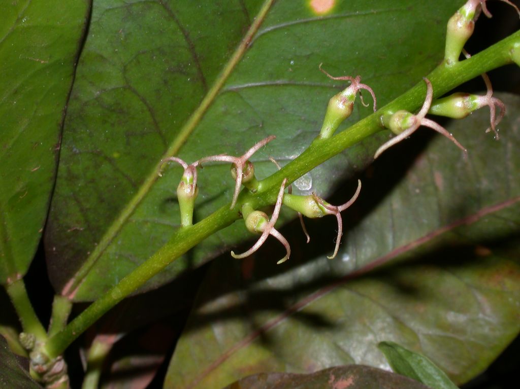 Euphorbiaceae Codiaeum 