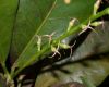 image of Codiaeum 