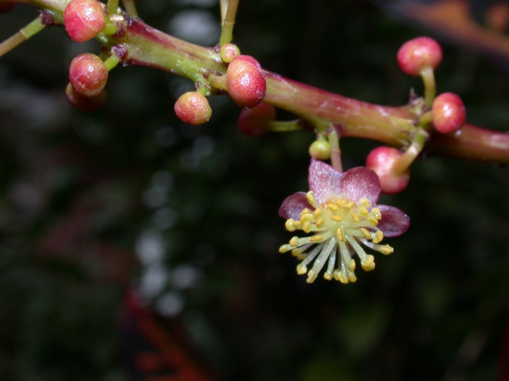 Euphorbiaceae Codiaeum 