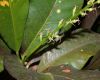 image of Codiaeum 
