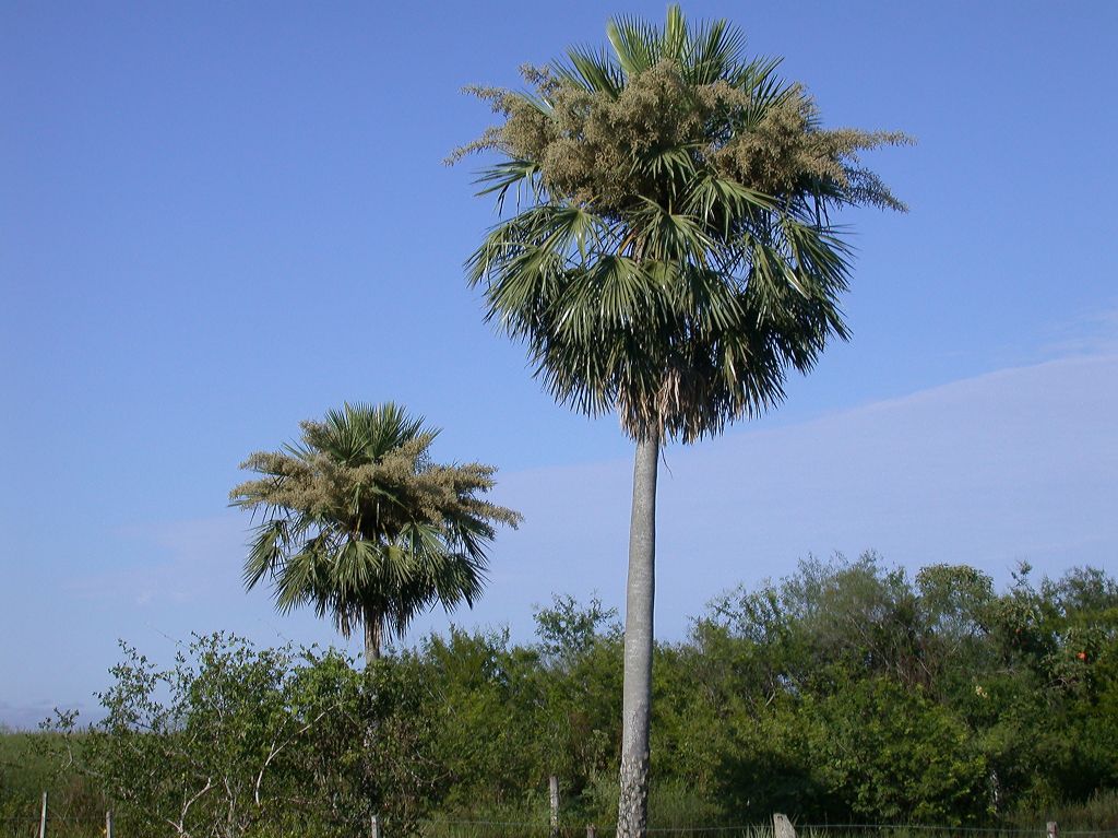 Arecaceae Copernicia 