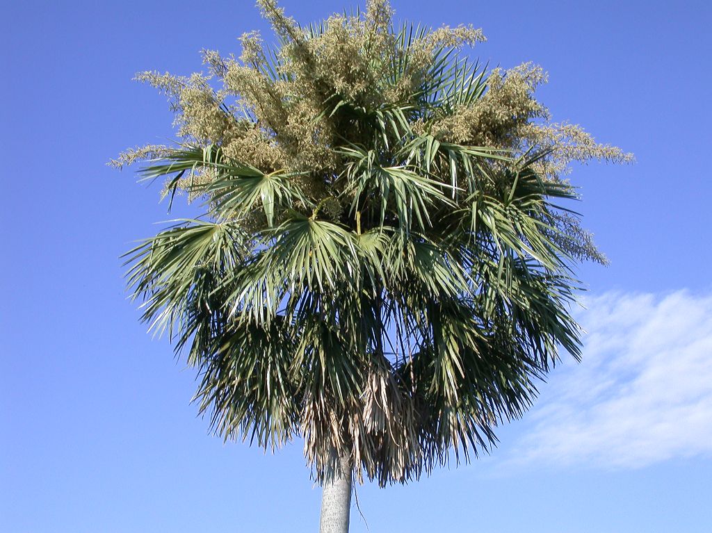 Arecaceae Copernicia 