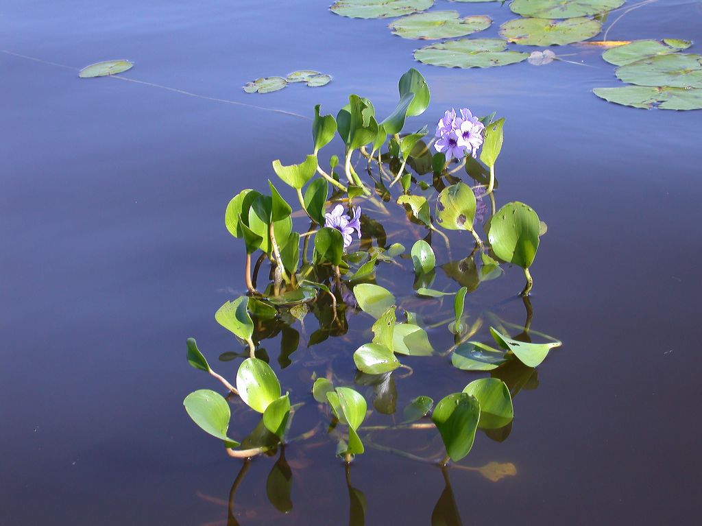 Pontederiaceae Eichhornia 