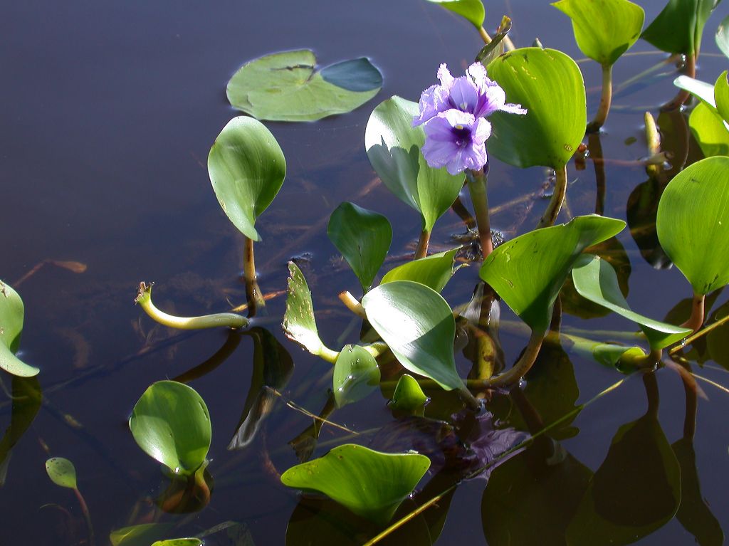 Pontederiaceae Eichhornia 