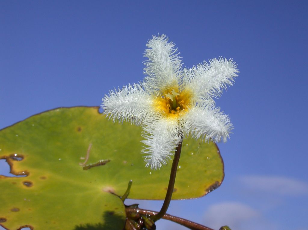 Menyanthaceae Nymphoides 