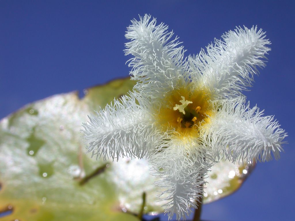 Menyanthaceae Nymphoides 