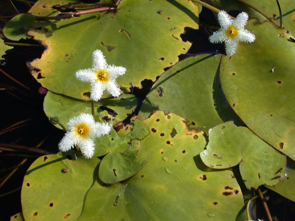 Menyanthaceae Nymphoides 