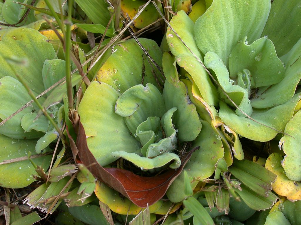 Araceae Pistia lactucoides