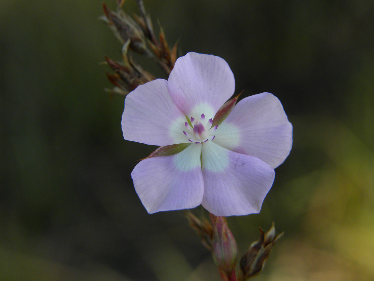 Ochnaceae Sauvagesia deflexifolia