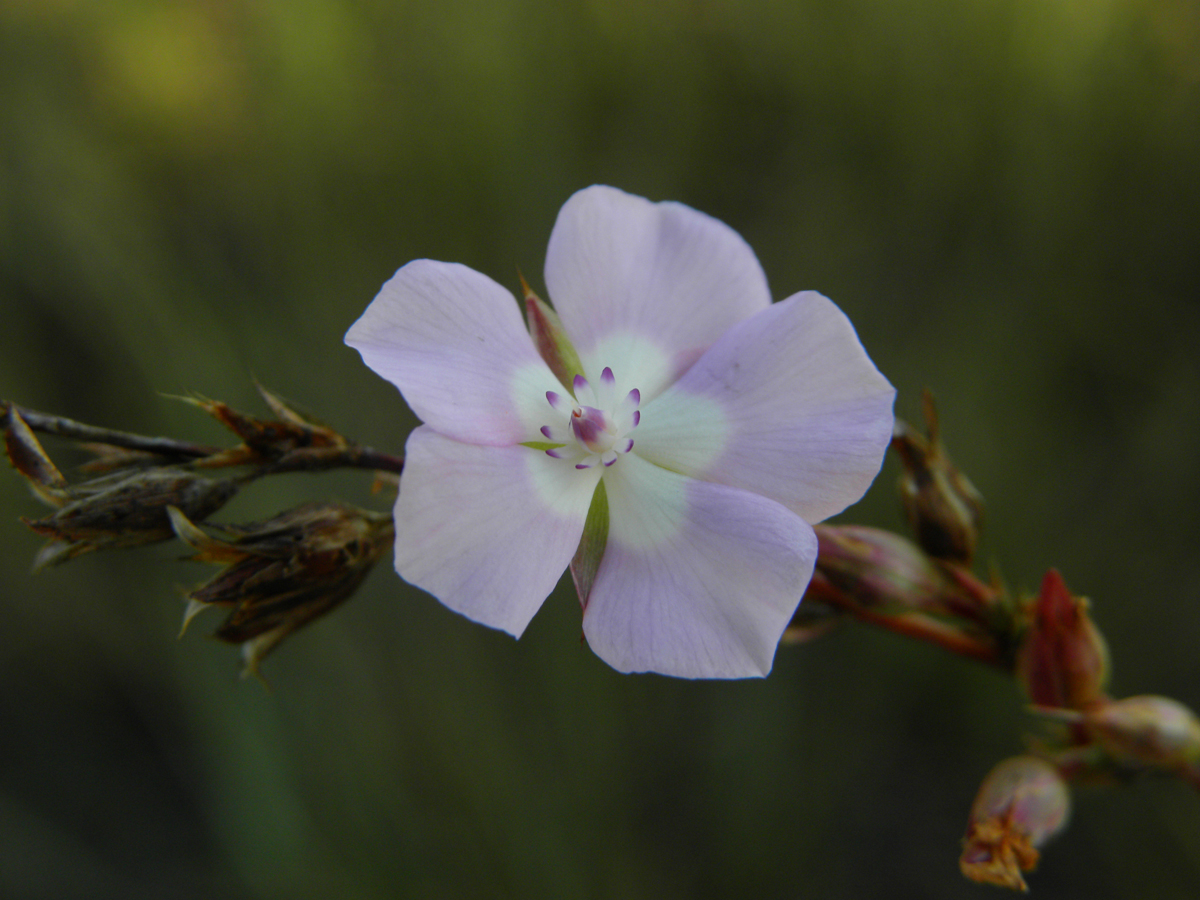 Ochnaceae Sauvagesia deflexifolia