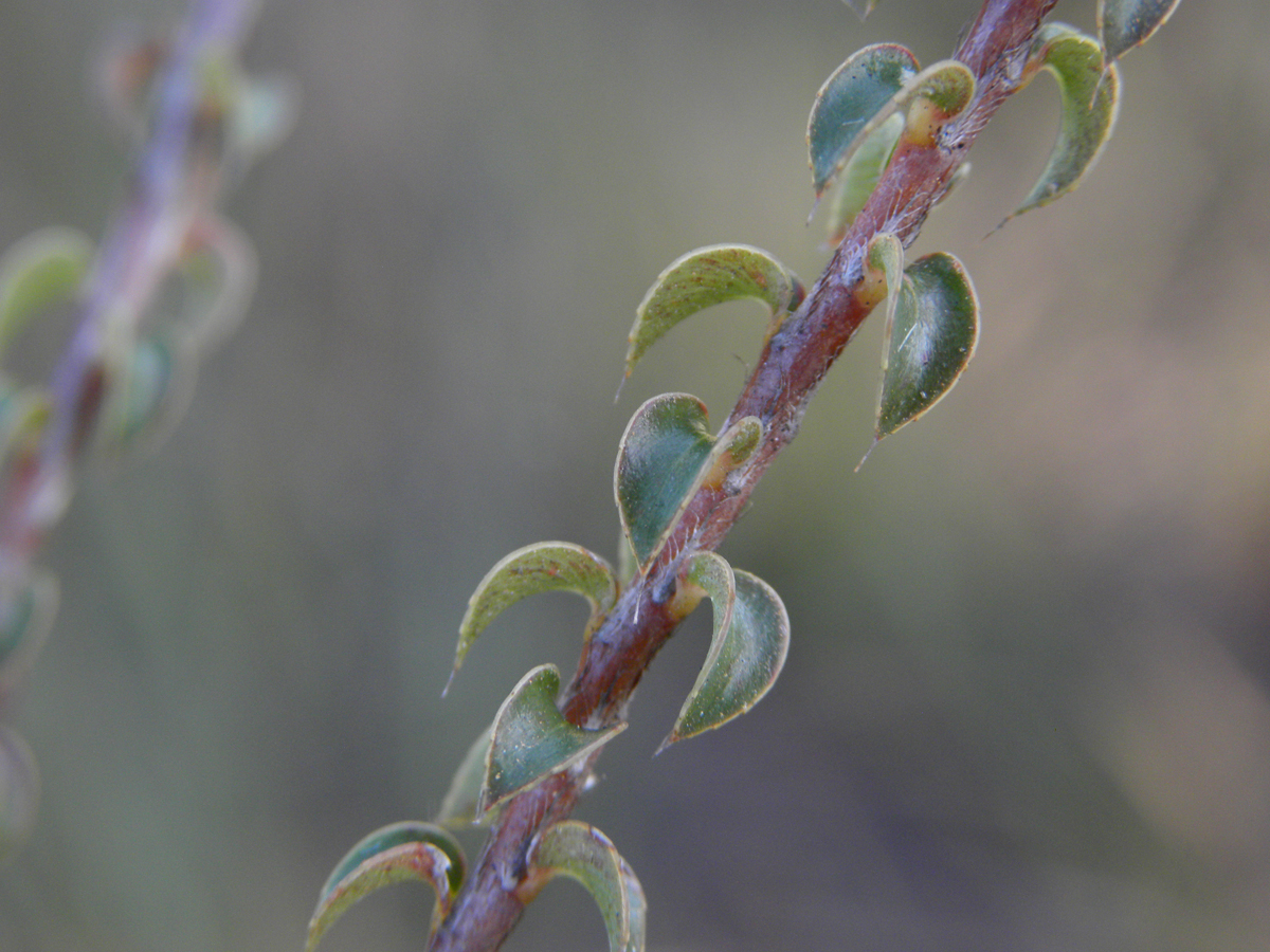 Ochnaceae Sauvagesia deflexifolia