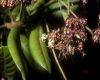 image of Anacardium occidentale