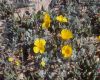 image of Eschscholzia californica