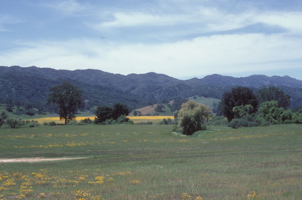 Papaveraceae Eschscholzia californica