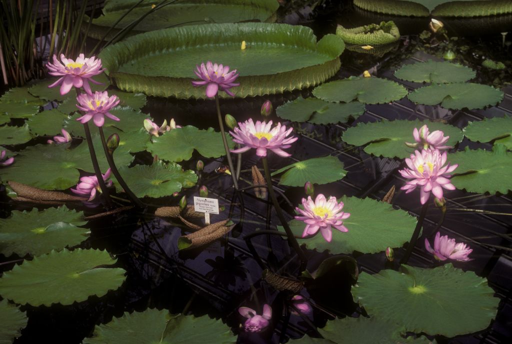 Nymphaeaceae Nymphaea gigantea