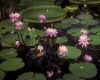 image of Nymphaea gigantea