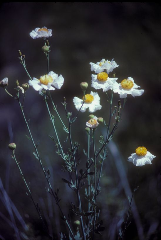 Papaveraceae Romneya coulteri