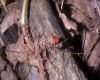 image of Sanguinaria canadensis