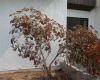 image of Eriogonum giganteum