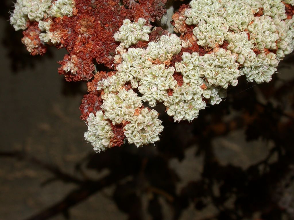 Polygonaceae Eriogonum giganteum