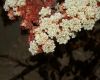 image of Eriogonum giganteum