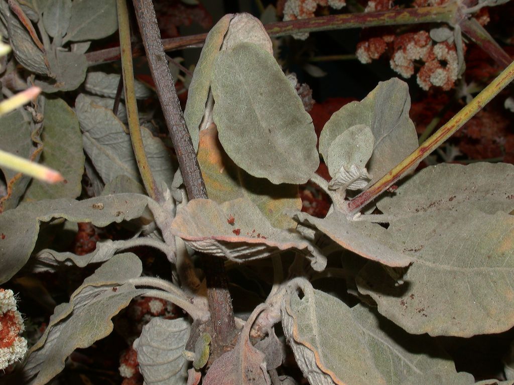 Polygonaceae Eriogonum giganteum