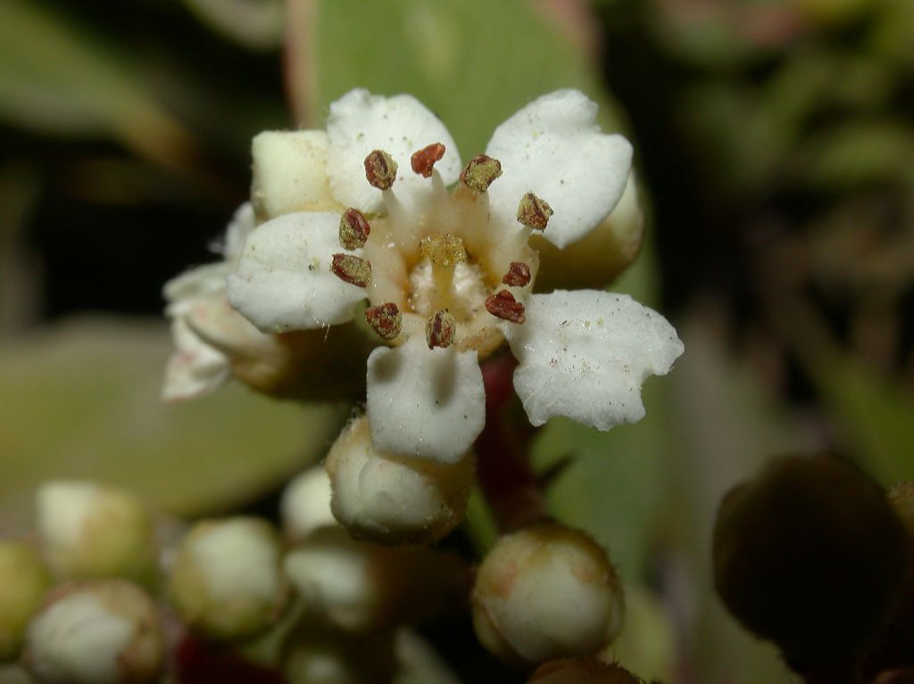 Rosaceae Heteromeles arbutifolia