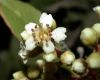 image of Heteromeles arbutifolia