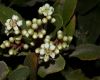 image of Heteromeles arbutifolia