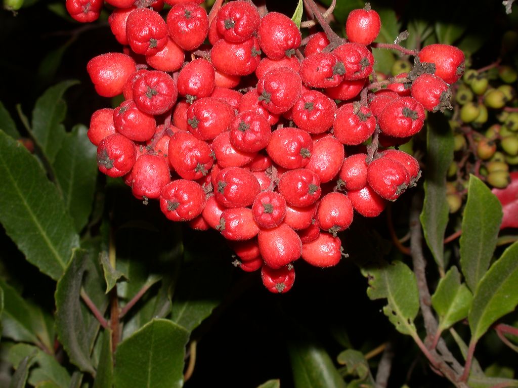 Rosaceae Heteromeles arbutifolia