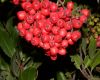 image of Heteromeles arbutifolia