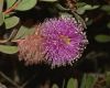 image of Melaleuca nesophila