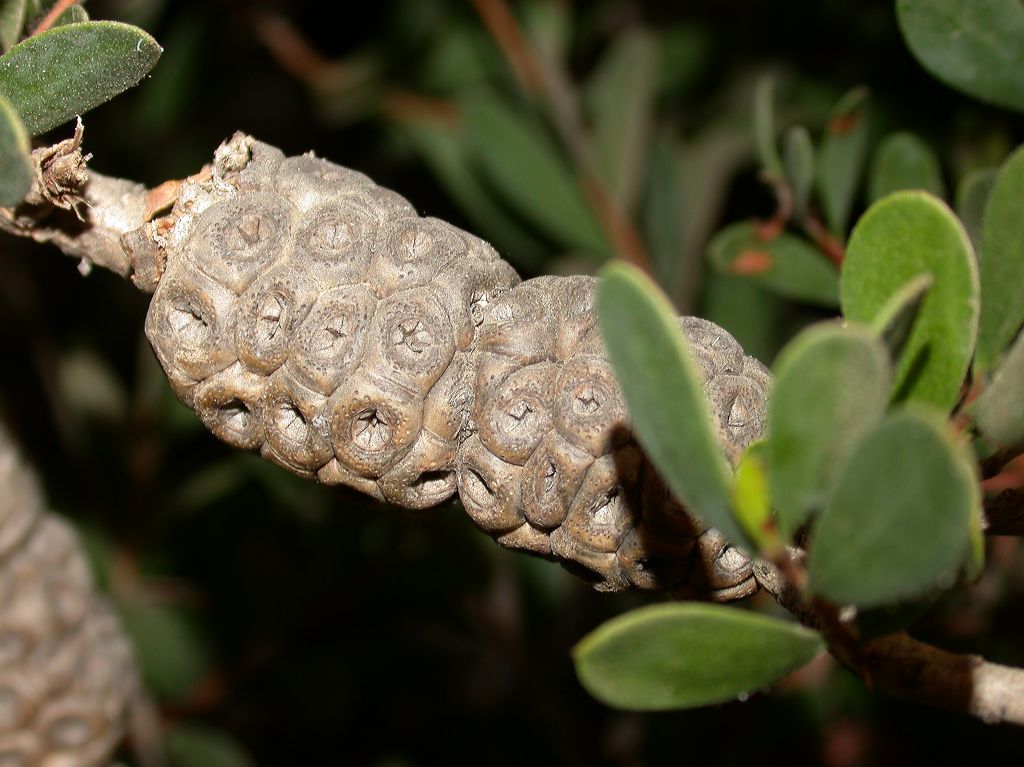 Myrtaceae Melaleuca nesophila