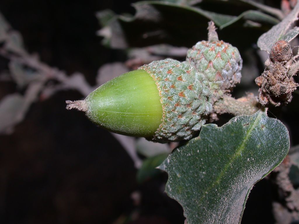 Fagaceae Quercus pacifica