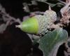 image of Quercus pacifica