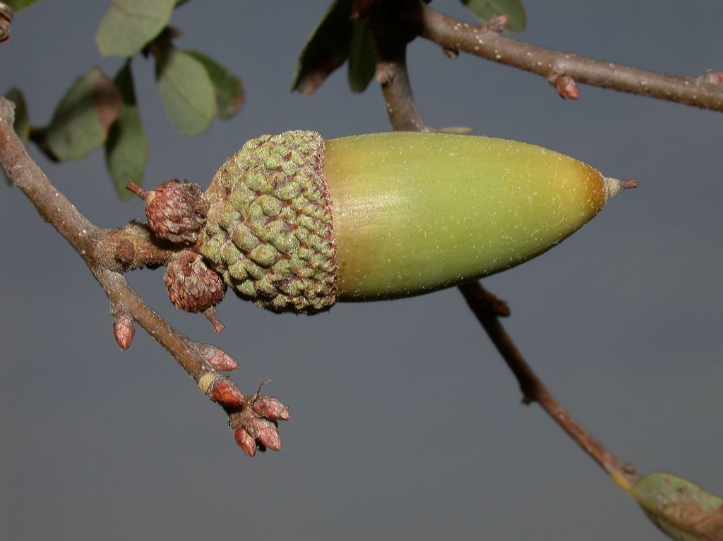 Fagaceae Quercus pacifica