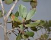 image of Quercus pacifica