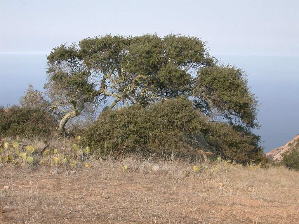 Fagaceae Quercus pacifica