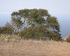 image of Quercus pacifica