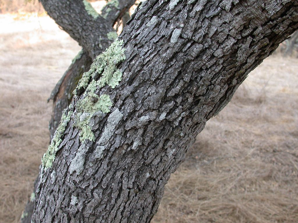 Fagaceae Quercus pacifica