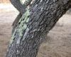 image of Quercus pacifica