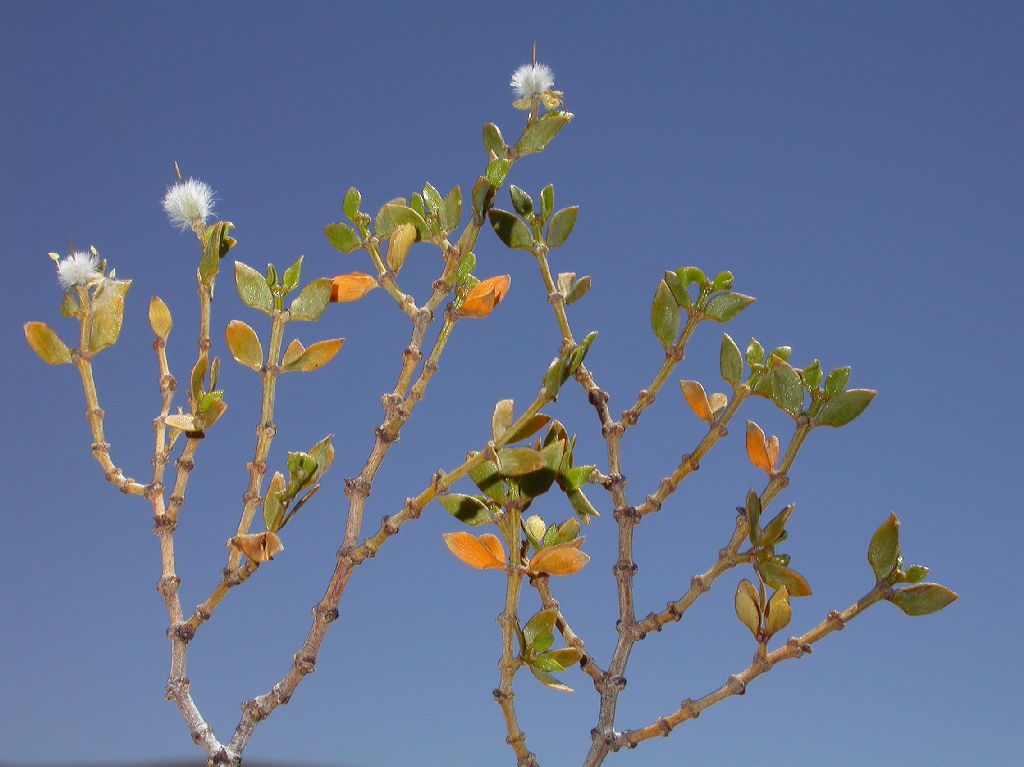 Zygophyllaceae Larrea divaricata