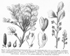 image of Phyllocladus trichomanoides