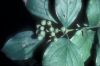 image of Cornus drummondii