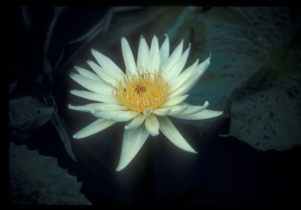 Nymphaeaceae Nymphaea 