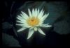 image of Nymphaea 