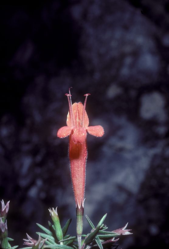 Lamiaceae Hesperozygis 