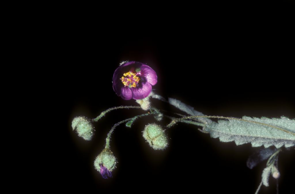 Malvaceae Meximalva filipes