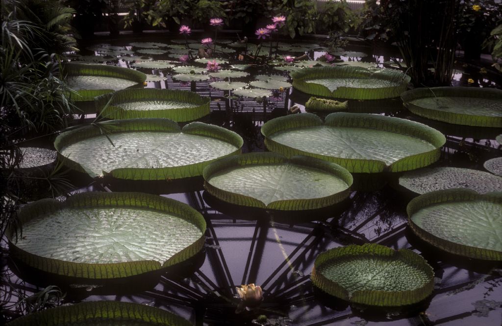 Nymphaeaceae Victoria amazonica